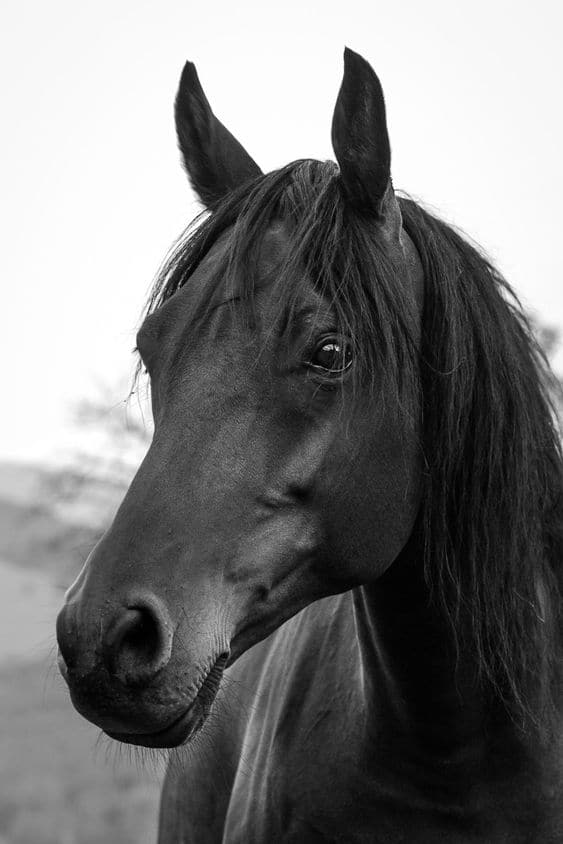 Black Horse