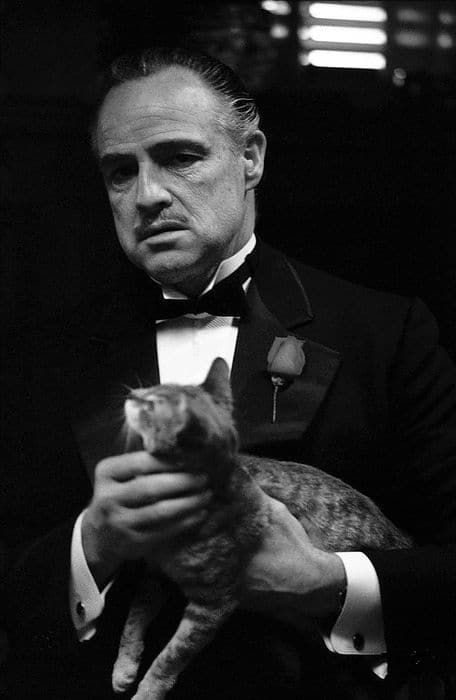 the god father with cat