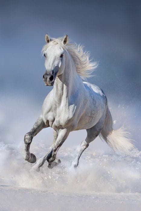 Running horse